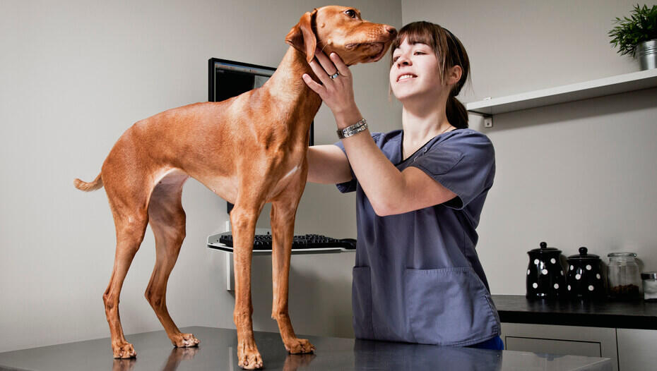 Dog losing hair under hot sale collar